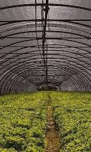 Tela de sombreamento 50 Tela de sombreamento 50